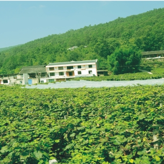 预售-关口葡萄-十斤装包邮