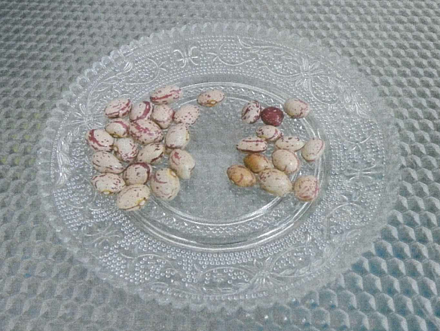 预售-切尔克齐奶花芸豆-500克装包邮