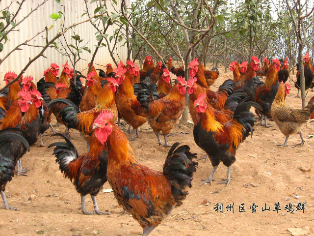 预售-剑门关土鸡-500克装包邮