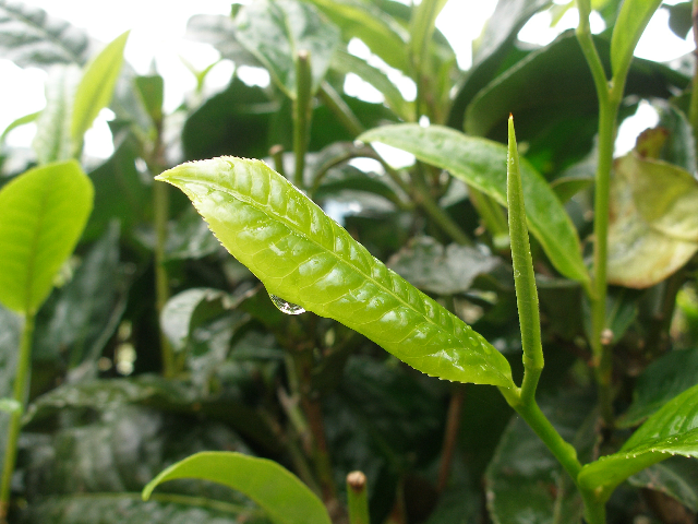 预售-勐库大叶种茶-500克装包邮