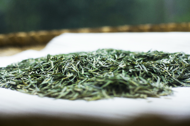 预售-南川大树茶-500克装包邮