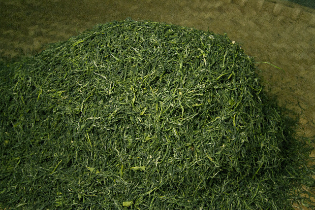 预售-南川金佛玉翠茶-500克装包邮