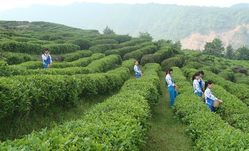预售-南江大叶茶-500克装包邮