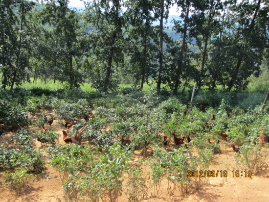 预售-南涧无量山乌骨鸡-500克装包邮