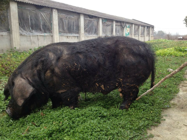 预售-南陵圩猪-500克装包邮