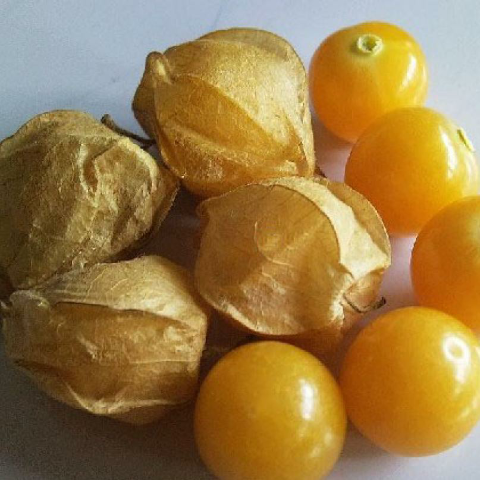 预售-双城菇娘-500克装包邮
