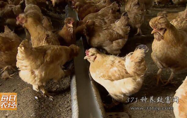 预售-吉木萨尔鸡-500克装包邮