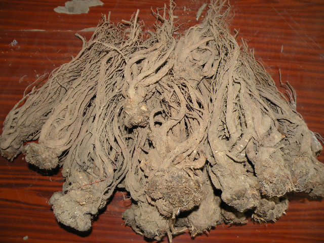 预售-哈达铺当归-500克装包邮