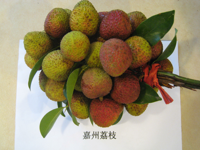 预售-嘉州荔枝-十斤装包邮