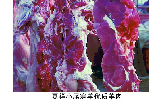 预售-嘉祥小尾寒羊-500克装包邮