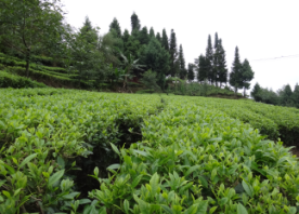 预售-回龙茶-500克装包邮