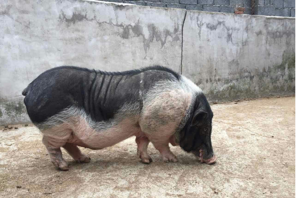 预售-地灵花猪-500克装包邮