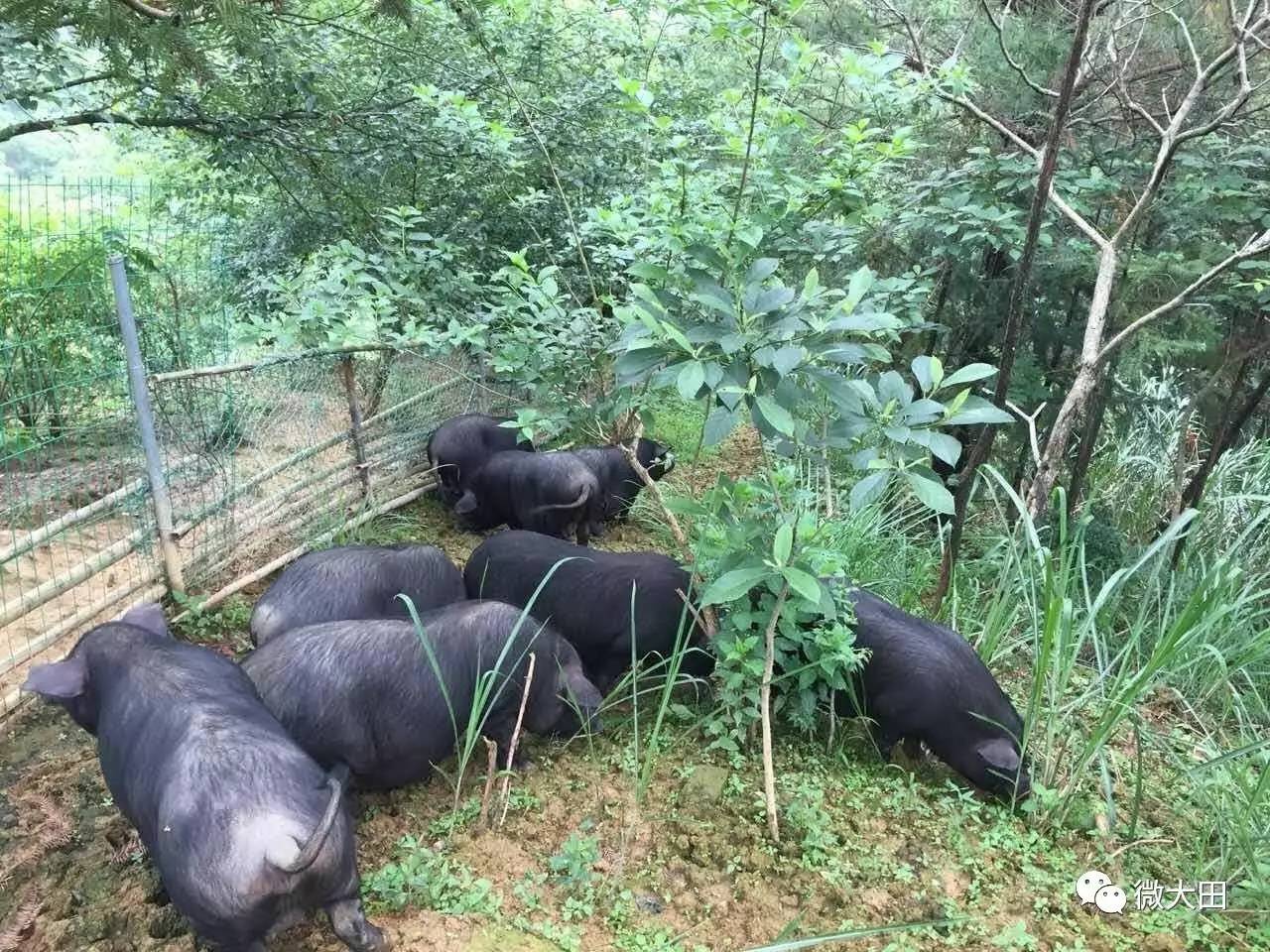 预售-大田槐猪-500克装包邮