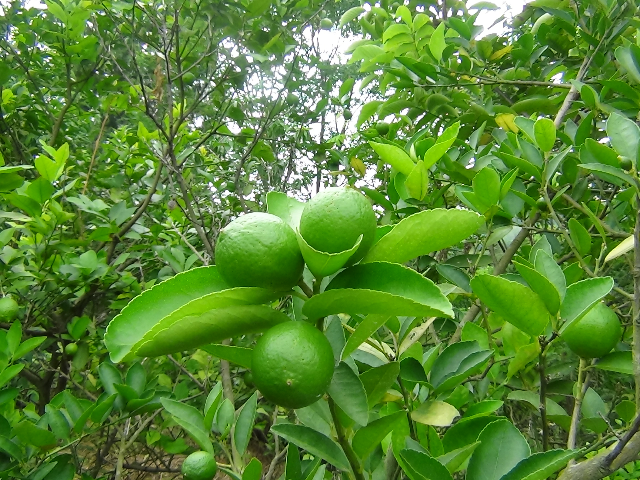 预售-大英白柠檬-十斤装包邮