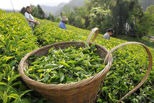 预售-孔坑茶-500克装包邮