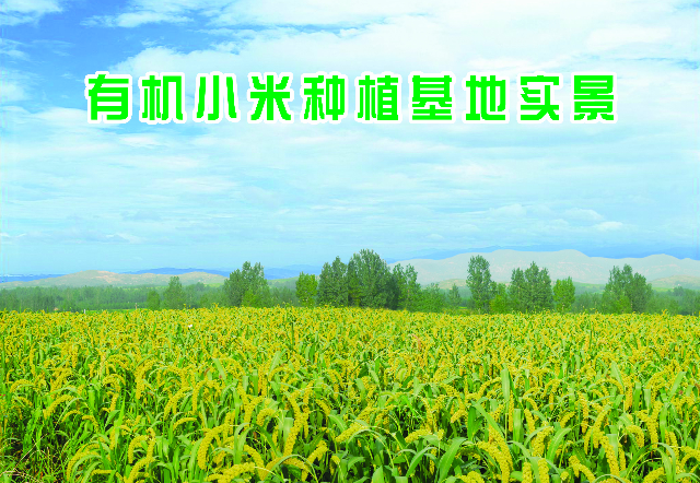 预售-孙祖小米-五斤装包邮