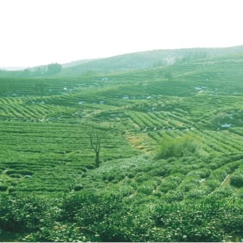 预售-孝感龙剑茶-500克装包邮