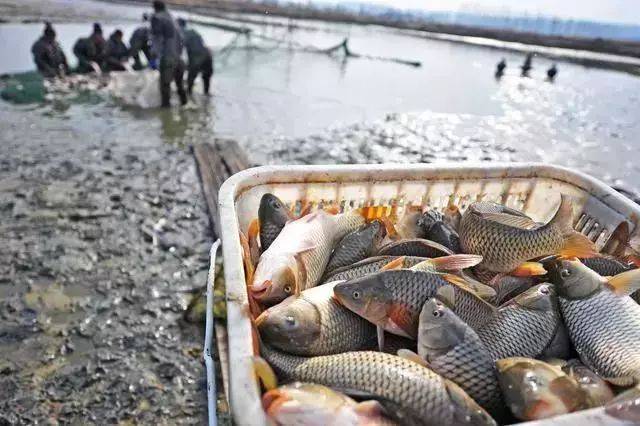 预售-孟津黄河鲤鱼-500克装包邮