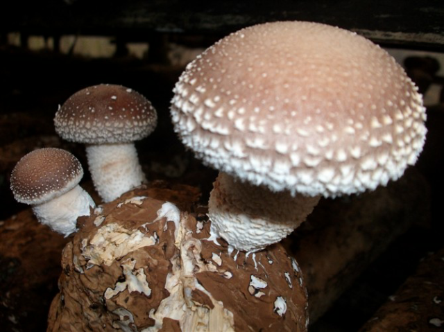 预售-宁陕香菇-500克装包邮