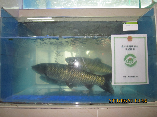 预售-官垌草鱼-500克装包邮