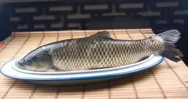 预售-客都草鱼-500克装包邮