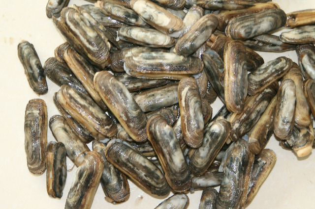 预售-寿光缢蛏-500克装包邮