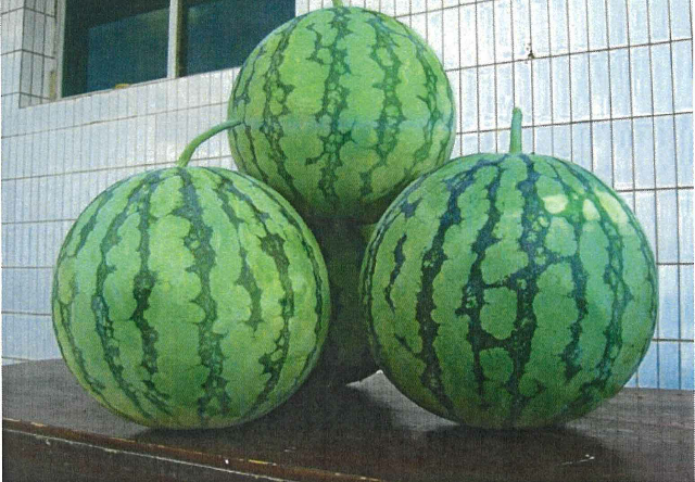 预售-尉犁西瓜-十斤装包邮