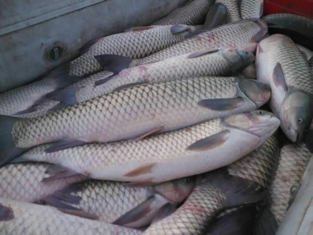 预售-小海子草鱼-500克装包邮