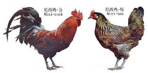 预售-尼西鸡-500克装包邮