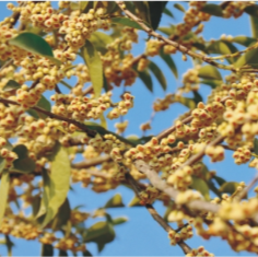 预售-崇阳野桂花蜜-500克装包邮