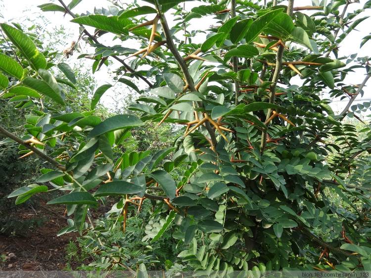 预售-嵩县皂角刺-500克装包邮