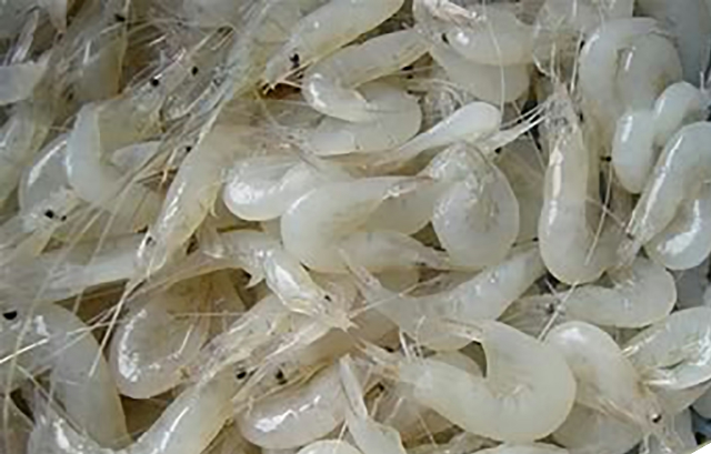 预售-巢湖白虾-500克装包邮