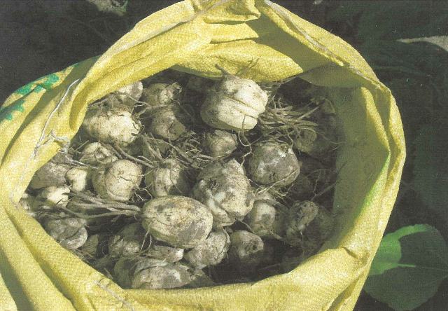 预售-巩留天山伊贝-500克装包邮