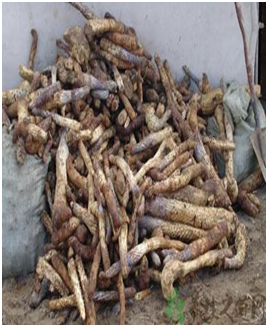 预售-巴彦淖尔河套肉苁蓉-500克装包邮