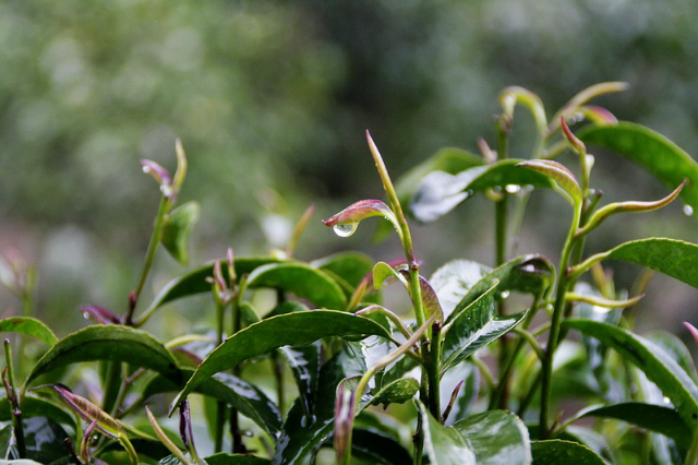 预售-平乐石崖茶-500克装包邮