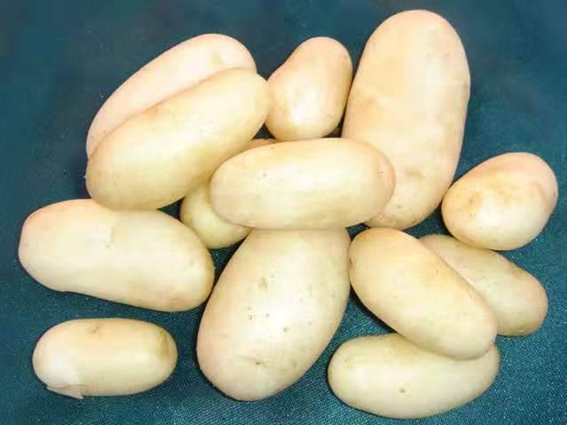 预售-平安马铃薯-五斤装包邮