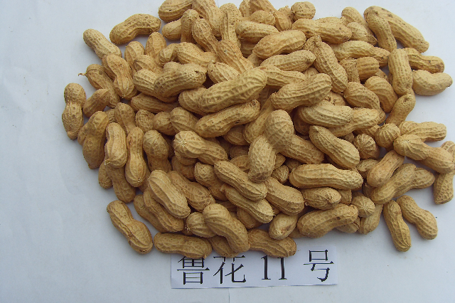预售-平度大花生-500克装包邮