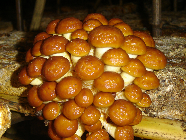 预售-庄河滑子菇-500克装包邮
