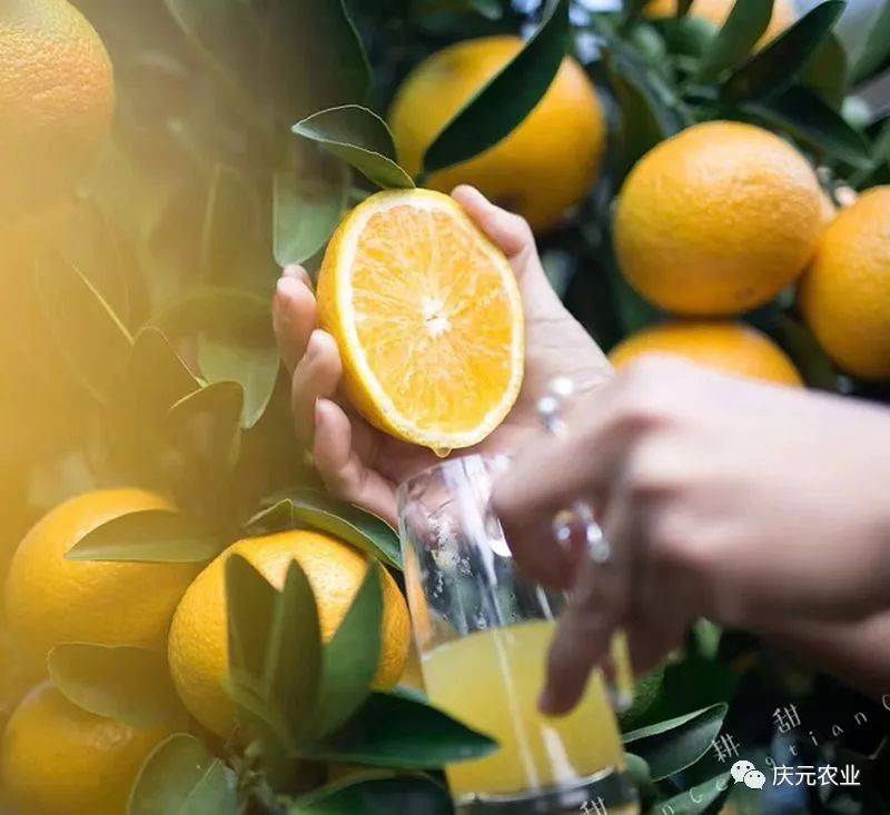 预售-庆元甜桔柚-十斤装包邮