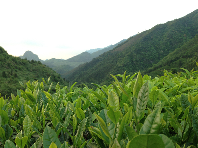 预售-开山白毛茶-500克装包邮