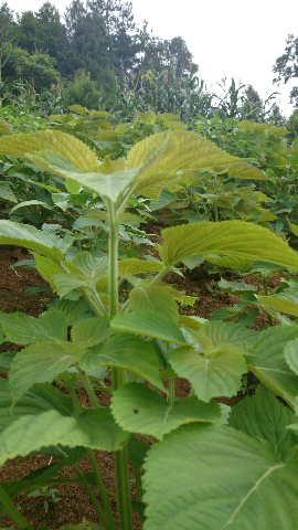 预售-彭水苏麻-500克装包邮