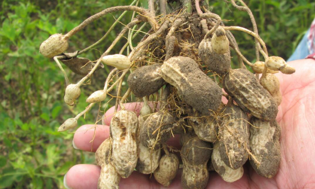 预售-彰武花生-500克装包邮