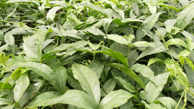预售-怀玉山三叶青-500克装包邮