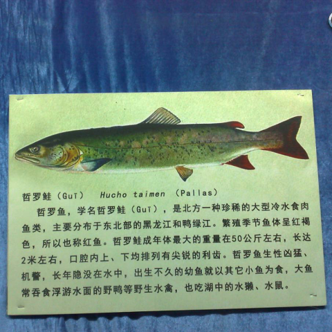 预售-抚远哲罗鱼-500克装包邮