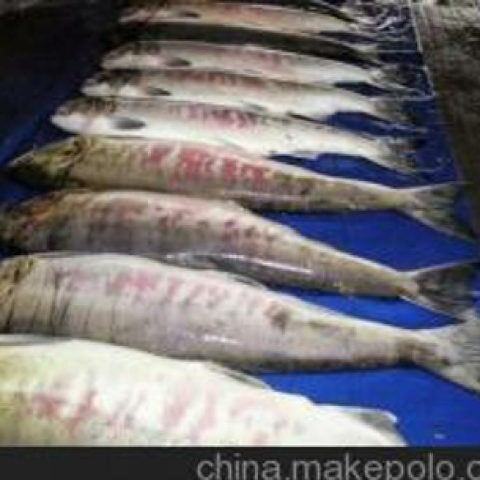 预售-抚远大马哈鱼-500克装包邮