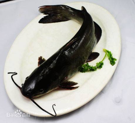预售-播州乌江鱼-500克装包邮