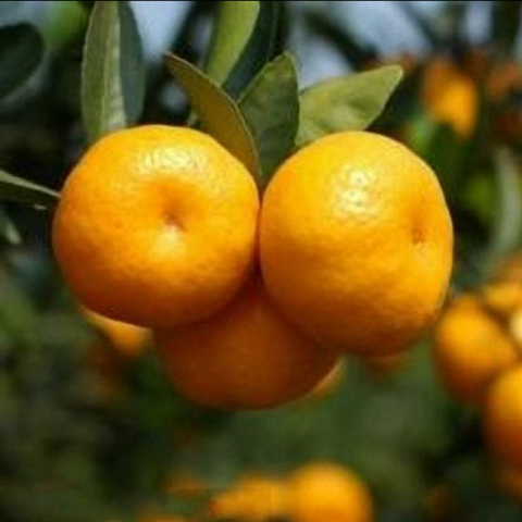 预售-新余蜜桔-十斤装包邮