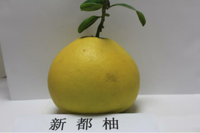 预售-新都柚-十斤装包邮