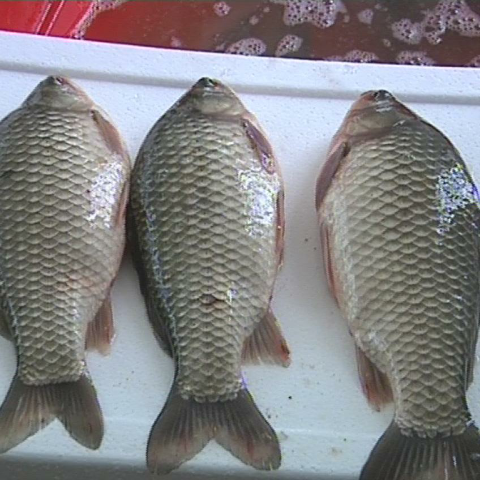 预售-方正银鲫-500克装包邮