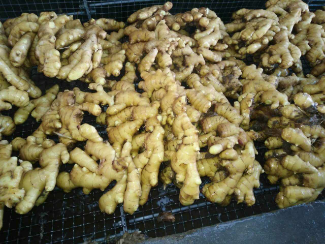 预售-昌邑大姜-五斤装包邮